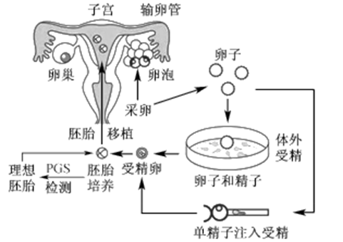 胚胎着床